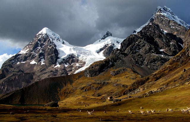 Herds of alpacas near Ausangate mountain