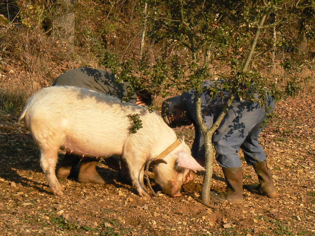 A pig trained to find truffles.