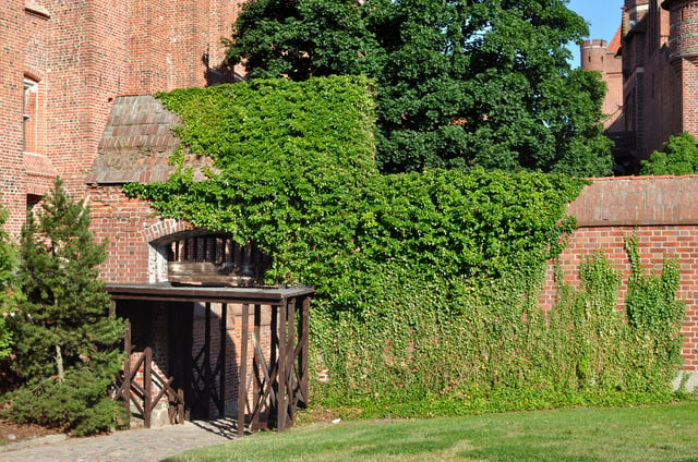 Ivy-covered entrance to Malbork Castle.