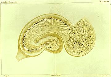 Drawing by Camillo Golgi of a hippocampus stained using the silver nitrate method