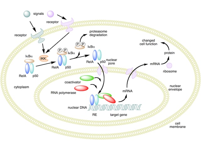 Mechanism of NF-κB action. In this figure, the NF-κB heterodimer consisting of Rel and p50 proteins is used as an example. While in an inactivated state, NF-κB is located in the cytosol complexed with the inhibitory protein IκBα. Through the intermediacy of integral membrane receptors, a variety of extracellular signals can activate the enzyme IκB kinase (IKK). IKK, in turn, phosphorylates the IκBα protein, which results in ubiquitination, dissociation of IκBα from NF-κB, and eventual degradation of IκBα by the proteasome. The activated NF-κB is then translocated into the nucleus where it binds to specific sequences of DNA called response elements (RE). The DNA/NF-κB complex then recruits other proteins such as coactivators and RNA polymerase, which transcribe downstream DNA into mRNA. In turn, mRNA is translated into protein, resulting in a change of cell function.
