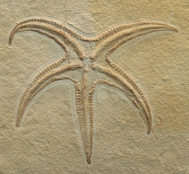 Starfish fossil, Riedaster reicheli, from the Plattenkalk Upper Jurassic limestone, Solnhofen