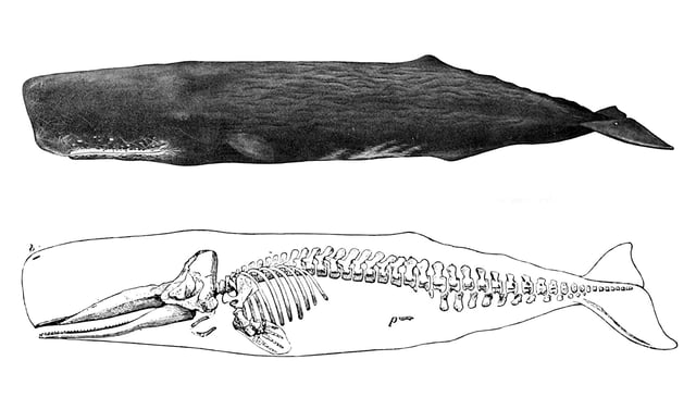 Sperm whale skeleton.