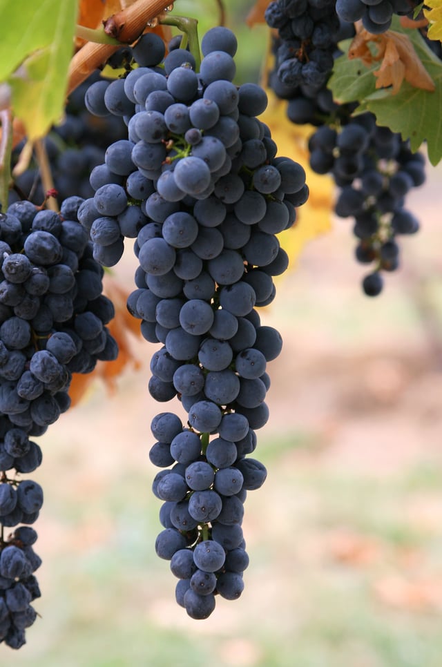 People may have first fermented grapes in animal skin pouches to create wine during the Paleolithic age.