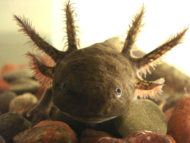Axolotl, endemic to Valle de México.