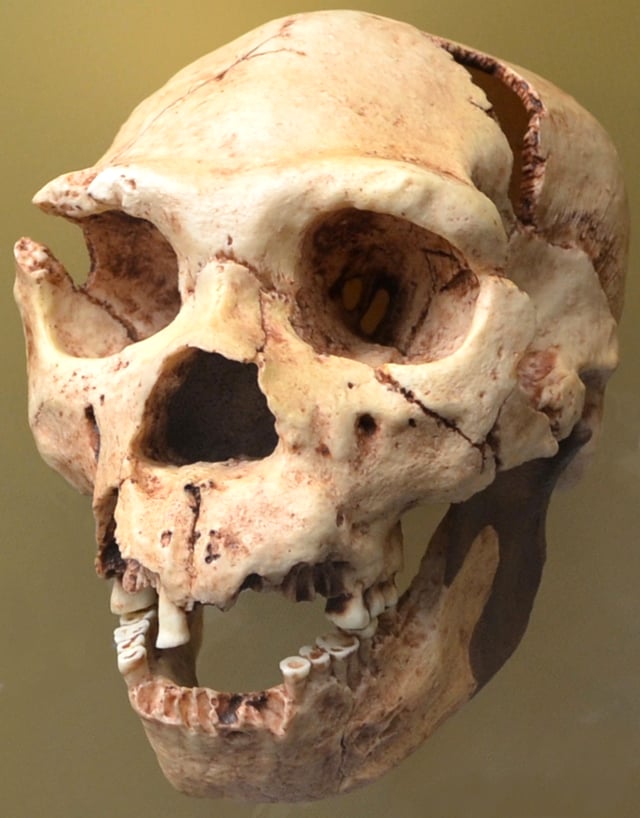 This skull, of early Homo neanderthalensis, Miguelón from the Lower Paleolithic dated to 430,000 bp.