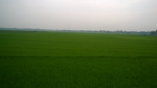 Paddy field in West Bengal, India