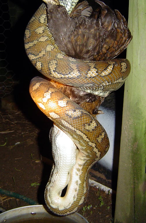 Carpet python constricting and consuming a chicken.