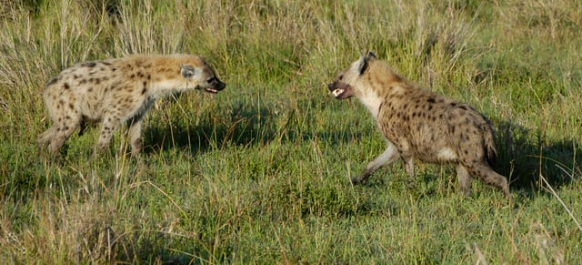 Spotted hyenas interacting aggressively in the Masai Mara