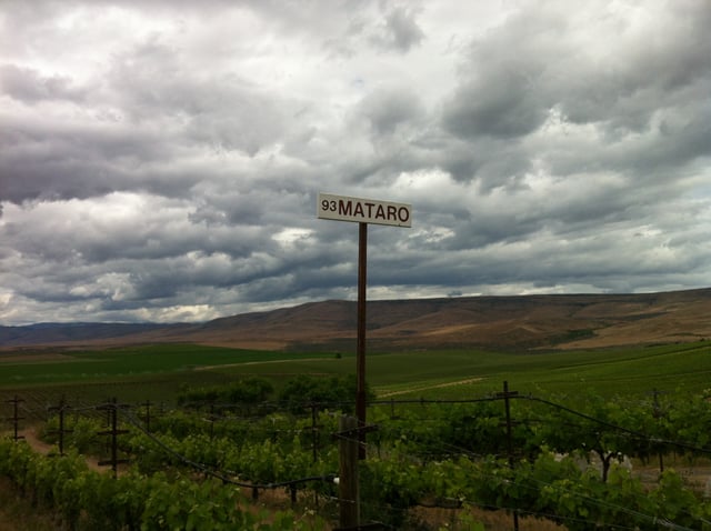 Mourvèdre/Mataro was first planted in Washington State at Red Willow Vineyard in the Yakima Valley.
