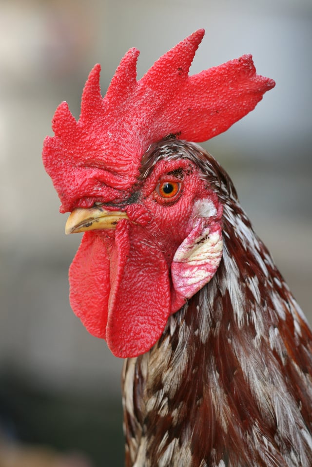 In some breeds the adult rooster can be distinguished from the hen by his larger comb
