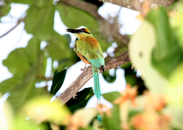 Guardabarranco ("ravine-guard") is Nicaragua's national bird.