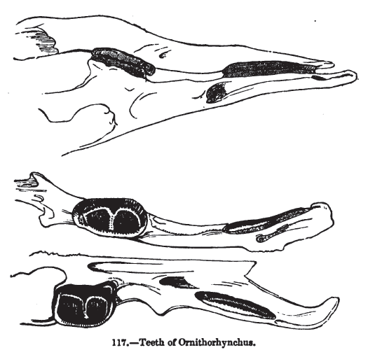 Dentition, as illustrated in Knight's Sketches in Natural History