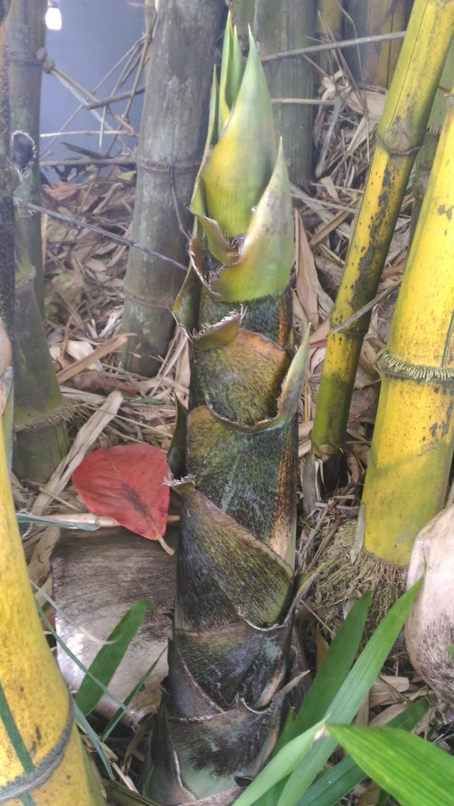 A young bamboo shoot