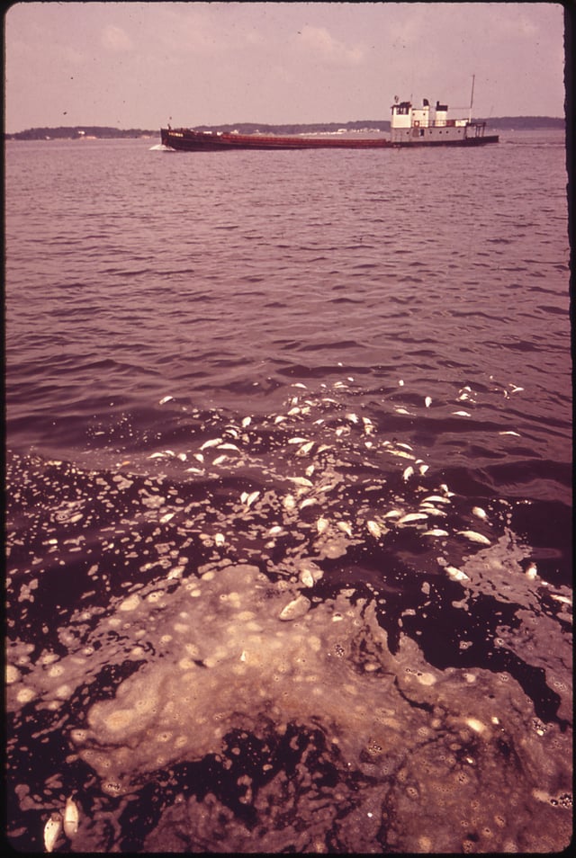 Environmental Protection Agency photo of dead menhaden floating in the bay in June 1973