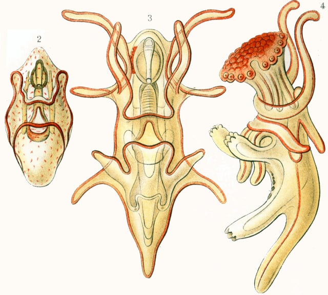 Three kinds of bilaterally symmetric starfish larvae (from left to right) scaphularia larva, bipinnaria larva, brachiolaria larva, all of Asterias sp. Painted by Ernst Haeckel