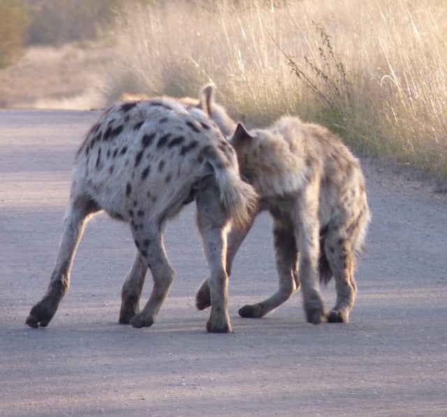 Spotted hyenas greeting one another in Kruger National Park