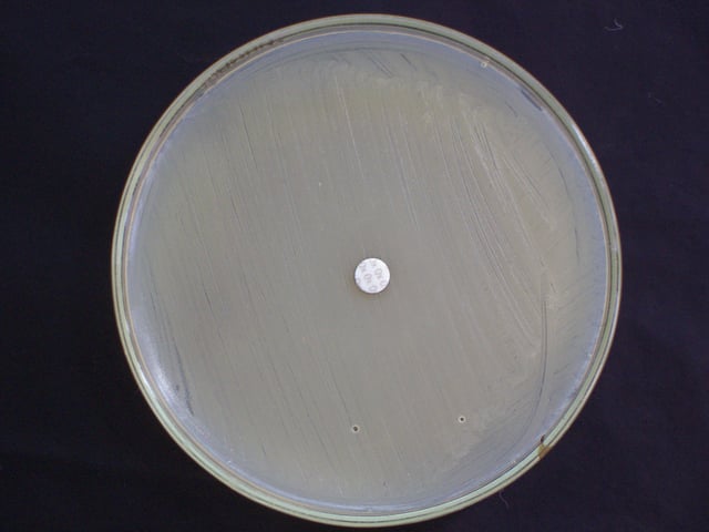 Mueller-Hinton agar showing MRSA resistant to an oxacillin disk