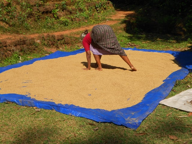 Drying rice in Peravoor, India