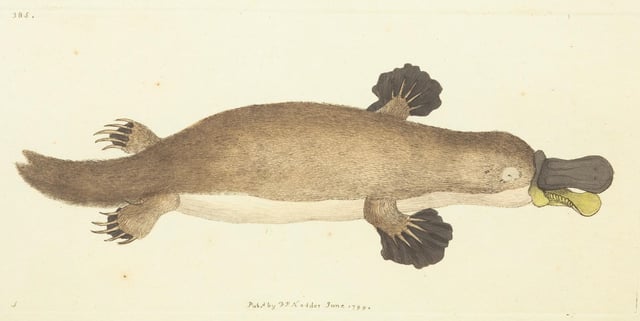 Platypus (Ornithorhynchus anatinus) - from the first scientific description in 1799