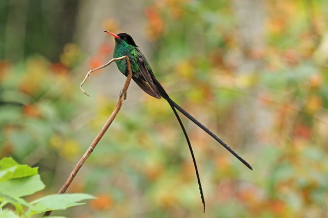 Jamaica's national bird, a red-billed streamertail