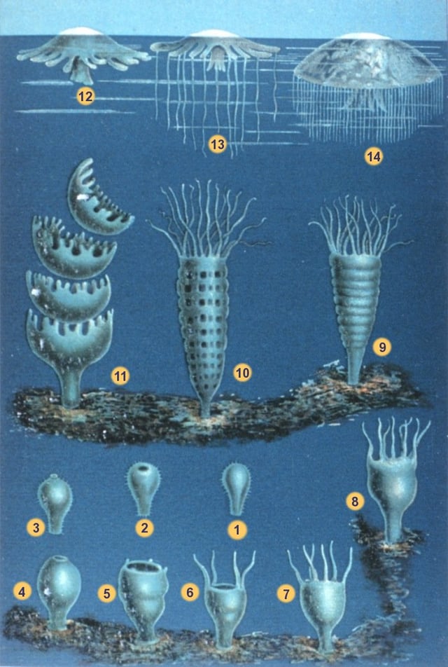 The developmental stages of scyphozoan jellyfish's life cycle: 1–3 Larva searches for site 4–8 Polyp grows 9–11 Polyp strobilates 12–14 Medusa grows
