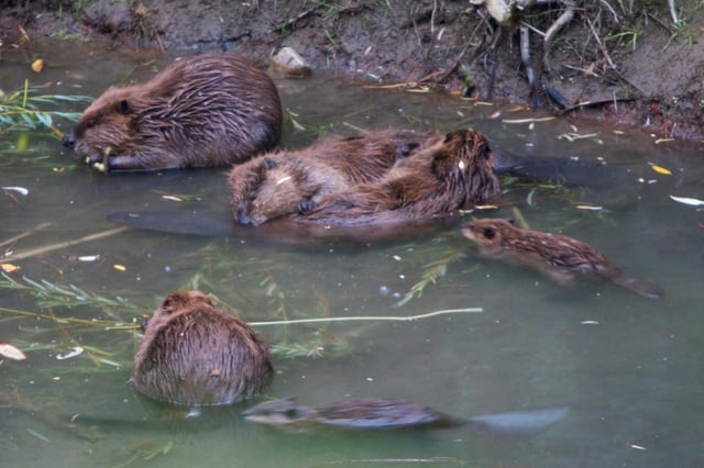 A beaver family, with the centre pair grooming one another.