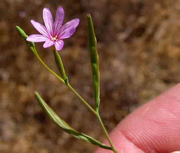 Epilobium brachycarpum (tall willowherb)