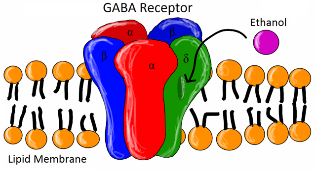 Ethanol binding to GABAA receptor