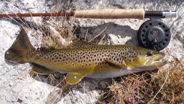 Firehole river brown trout
