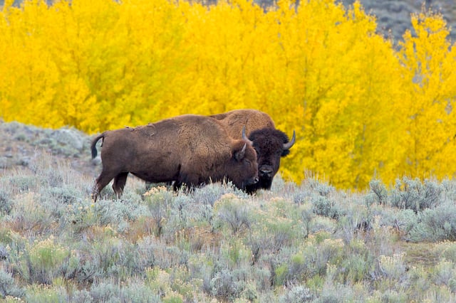 Adult male (farther) and adult female (closer), in Yellowstone National Park