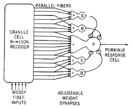 Model of a neural circuit in the cerebellum, as proposed by James S. Albus