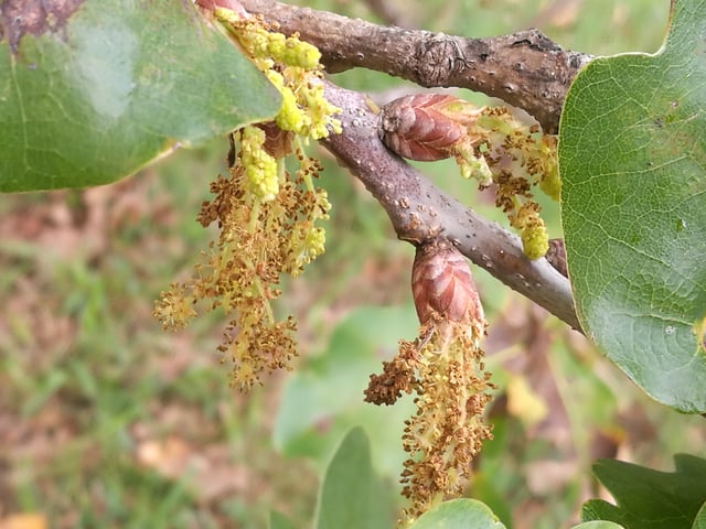 Oak: male flowers