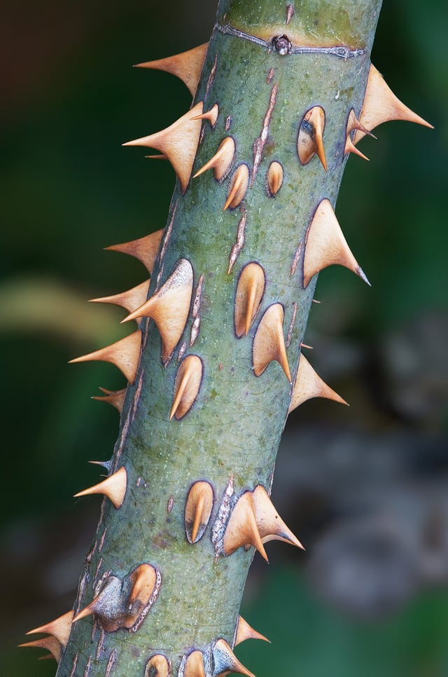 Rose thorns are actually prickles – outgrowths of the epidermis.