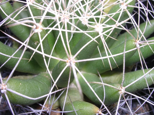 Stem of Mammillaria longimamma, showing tubercles