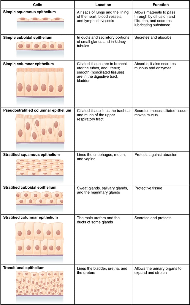 Summary showing different epithelial cells/tissues and their characteristics.