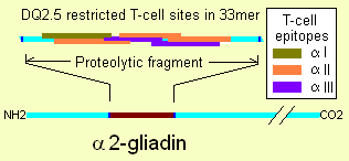 Illustration of deamidated α-2 gliadin's 33mer, amino acids 56–88, showing the overlapping of three varieties of T-cell epitope