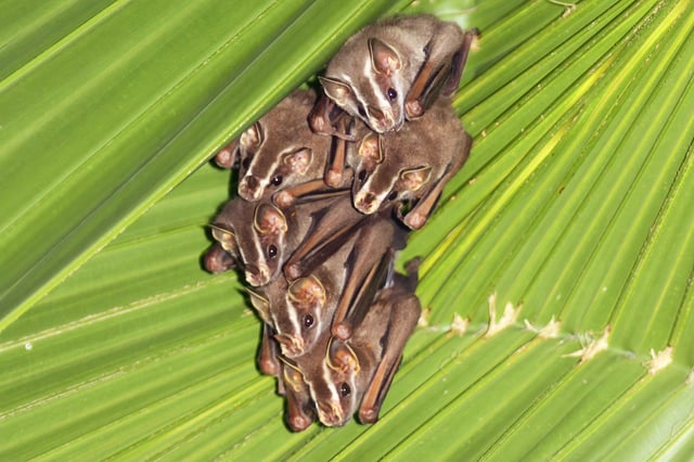 Tent-making bats (Uroderma bilobatum) in Costa Rica
