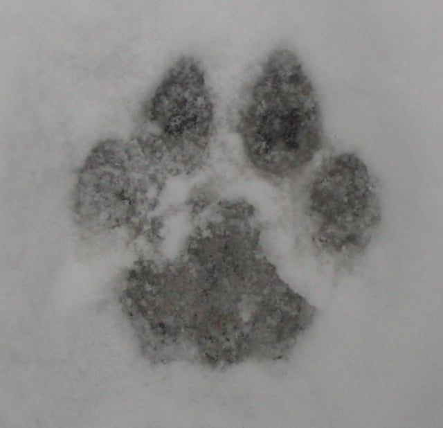 Front paw print of a cougar.
