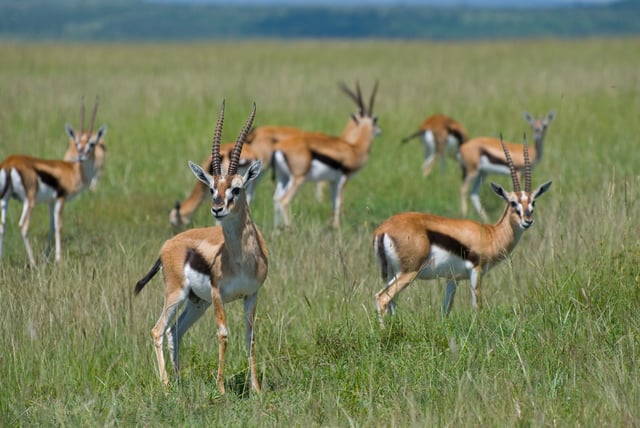 Gazelle herd