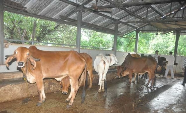 Ancient cattle reproduction methodologies revived at Govidyapeetham, India