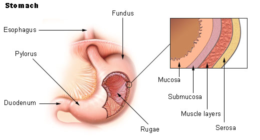 The gastrointestinal wall of the human stomach.