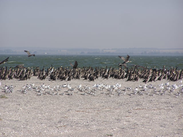 Great cormorants and seagulls on the Belosaraysk Spit.