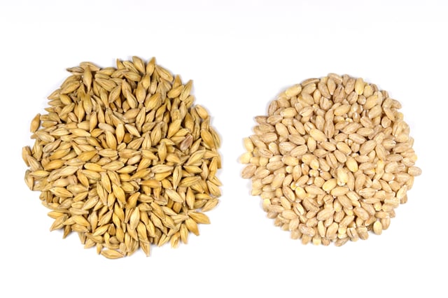 Barley seeds with and without the outer husk
