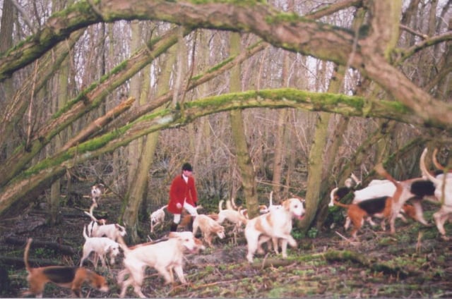 Master or whipper-in and fox hounds drawing a wood. Hunting in Yorkshire, northern England, in 2005, on the last day of fully legal, proper, fox hunting.