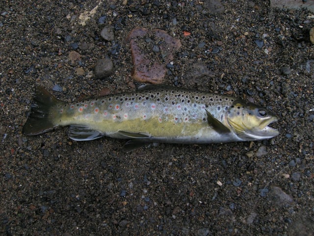 A young brown trout from the River Derwent in North East England
