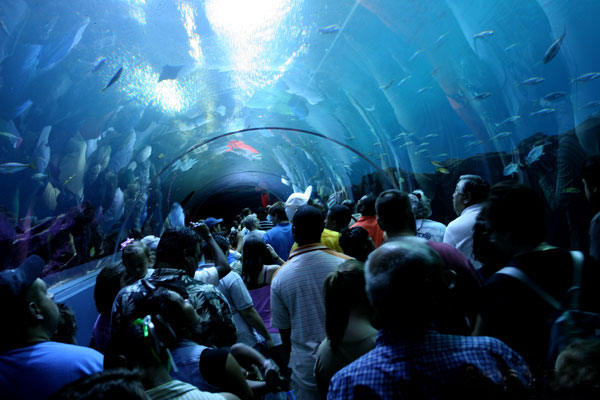 Shark tunnel at the Georgia Aquarium