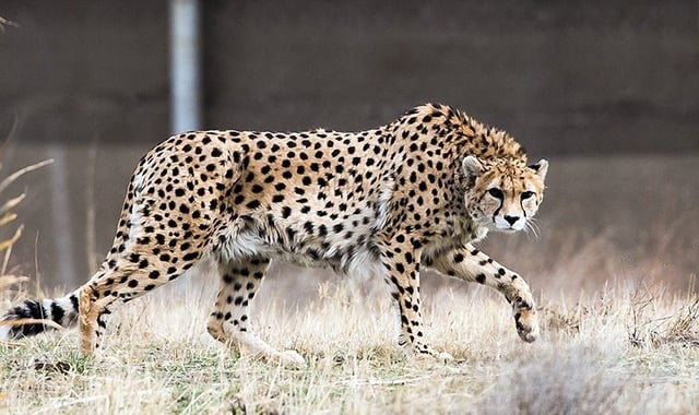 The Asiatic cheetah, a critically endangered species living only in Iran.