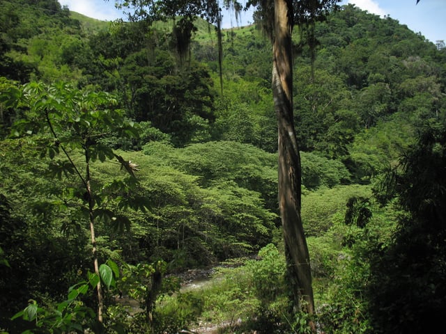 Honduran rainforest.