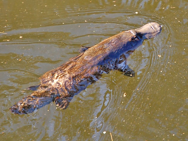 Platypus in Broken River, Queensland